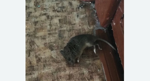 Дезинфекция от мышей в Кунцево города Москвы